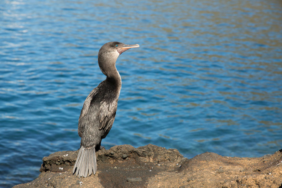 Cormorant, Tagus Cove 