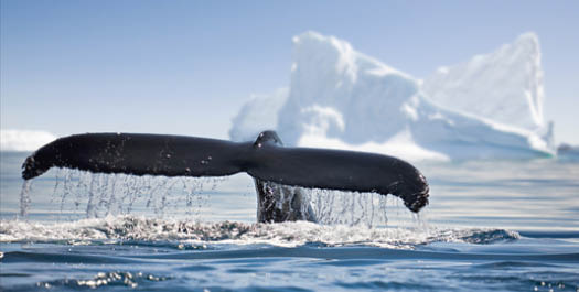 Crossing the Drake Passage - Day 3 & 4