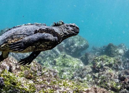 Marine Iguana in the Galapagos Islands) 