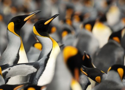  King-Penguin-colony-with-close-up-HERO 