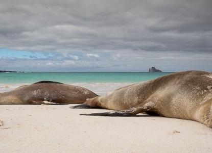 Sea Lions on a beach in the Galapagos Islands ) 
