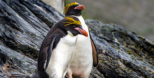 South Georgia - Day 8 to 11