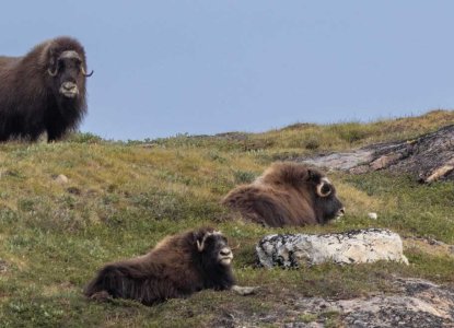  QUARK_Musk_Ox_michellesole_HERO 