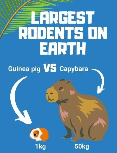 Capybara-largest-rodents