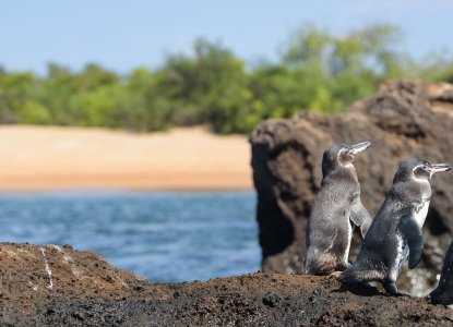 Santiago Island Galapagos Penguins) 