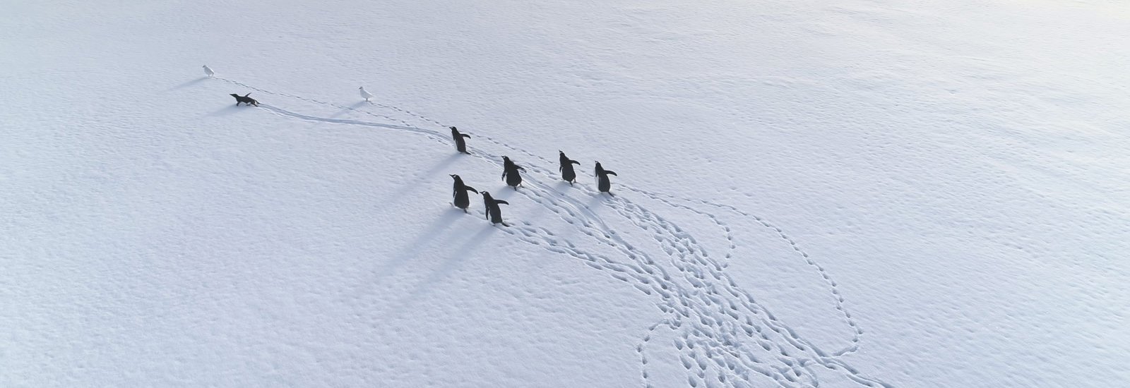 Antarctic Peninsula: Fly the Drake | Douglas Mawson