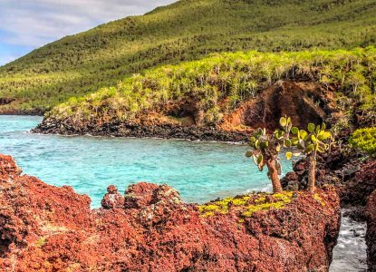 sea lion in the Galapagos Islands 