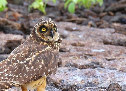 Short Eared Owl, Galapagos Islands ) 