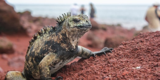 Rabida Island & Puerto Egas