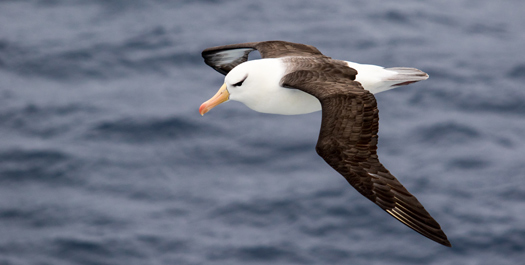 At Sea, Drake Passage - Day 3 & 4