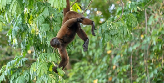 Ucayali River, Vista Alegre and Yarapa