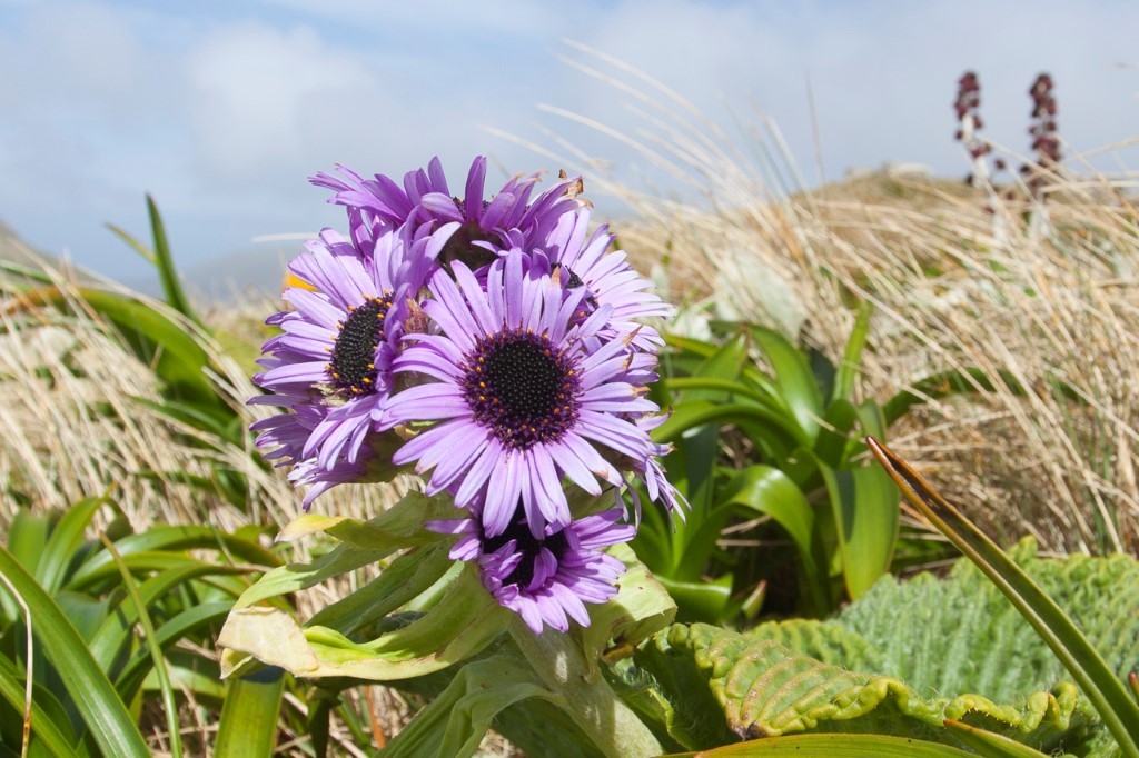 (c)_sblanc_galapagos_of_the_southern_ocean_21_(custom) 