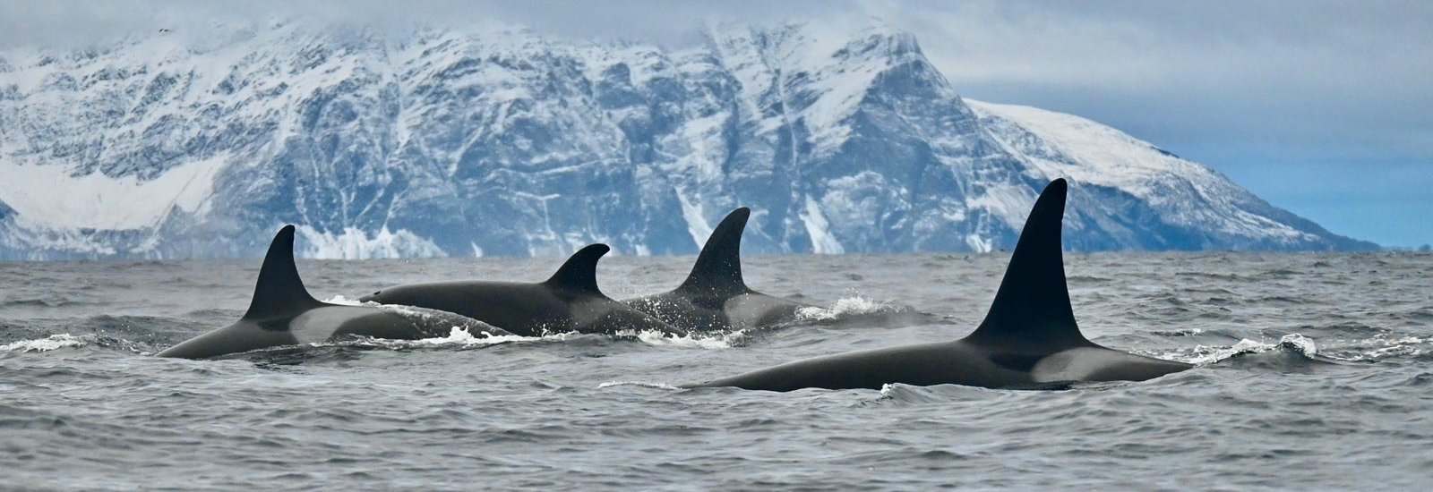 Polar Odyssey between Northeast Greenland &amp; Spitsbergen | Le Commandant Charcot