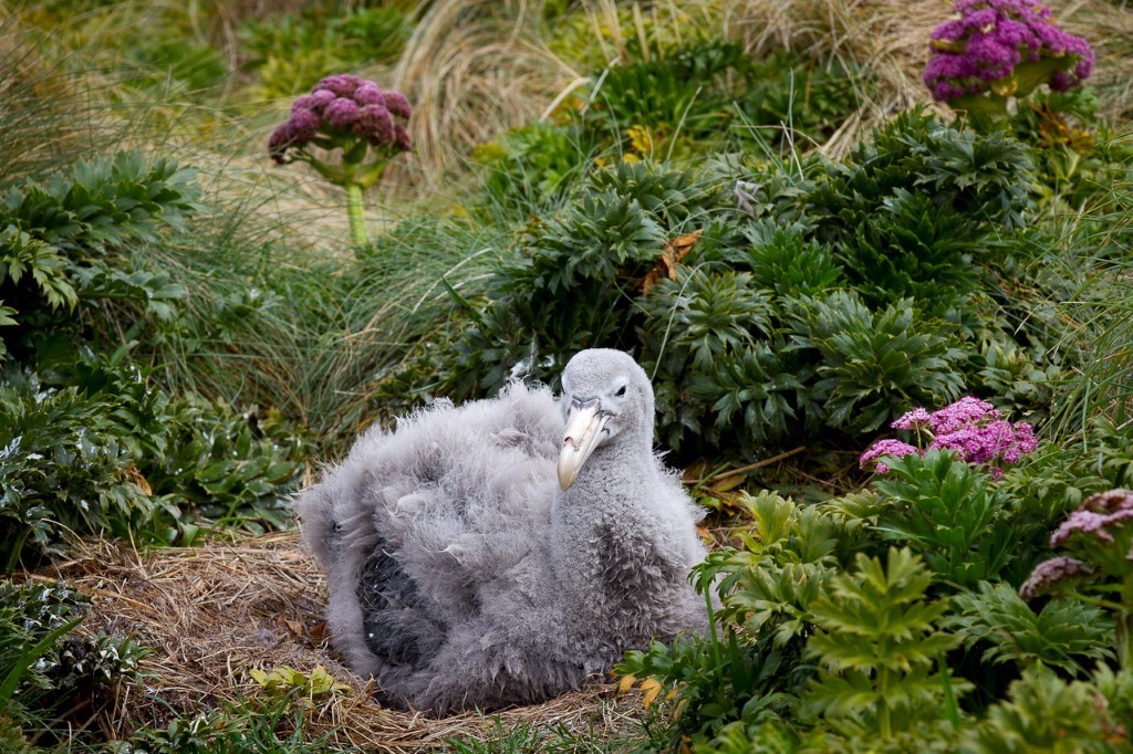 (c)_mkelly_galapagos_of_the_southern_ocean_10_(custom)_0 