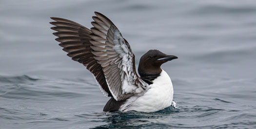 Expedition cruising - Days 2 to 8