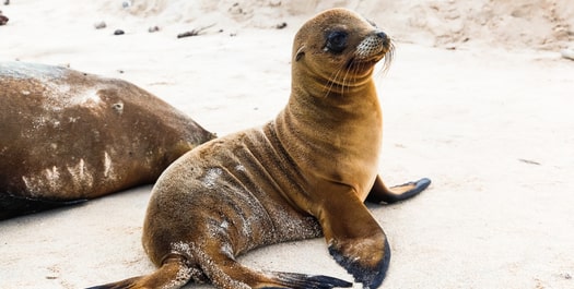 Mosquera islet & Tortoise breeding center