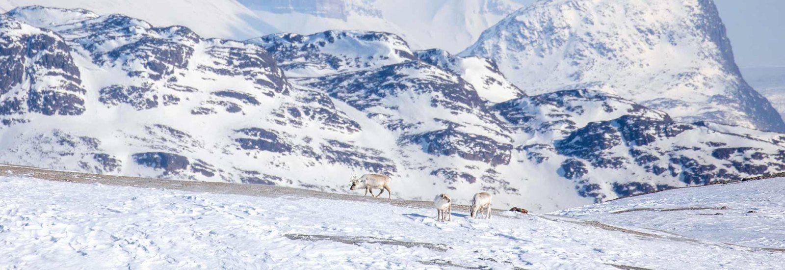Svalbard In Spring | Ocean Explorer