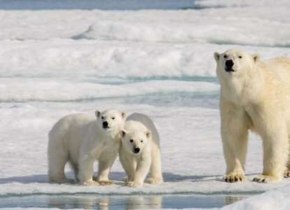 polar bear with cubs on ice sheet in Arctic Svalbard) 