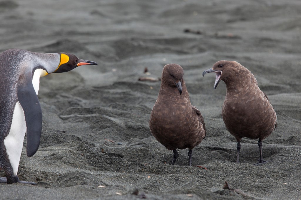 (c)_sblanc_galapagos_of_the_southern_ocean_19_(custom) 