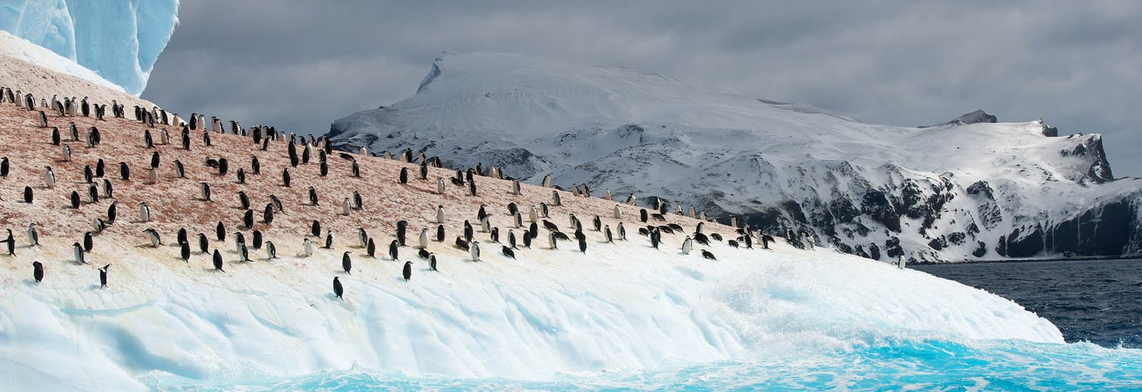 South Georgia, South Sandwich Islands &amp; Antarctica Odyssey | Greg Mortimer