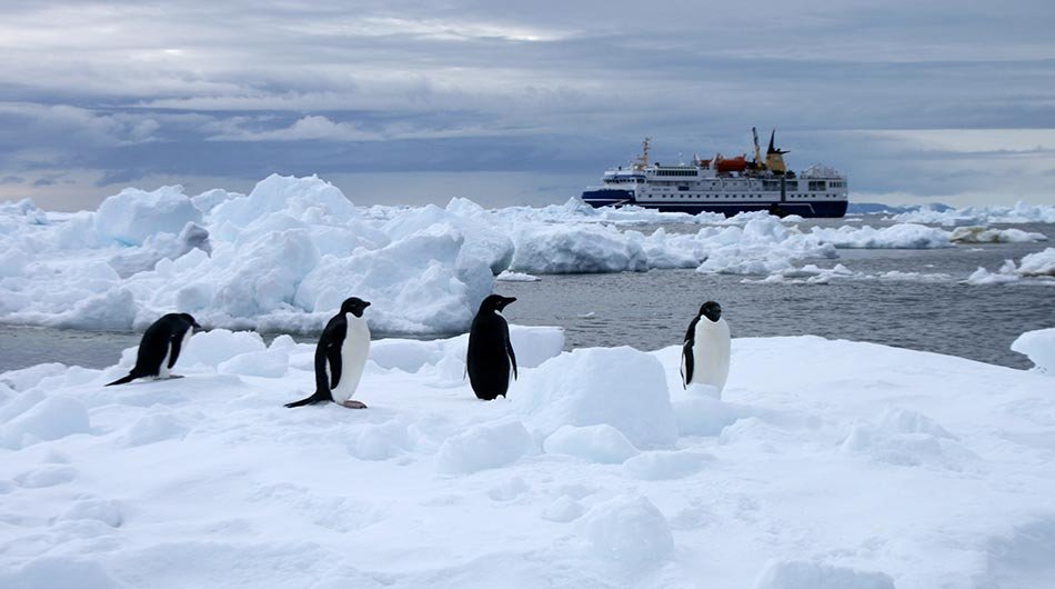 Ocean Nova in Antarctica with Penguins
