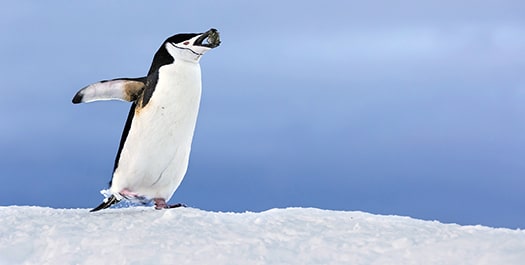 Scotia Sea and South Orkney Islands - Day 9 & 10