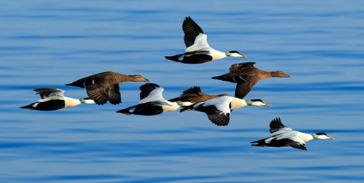 At Sea towards Jan Mayen