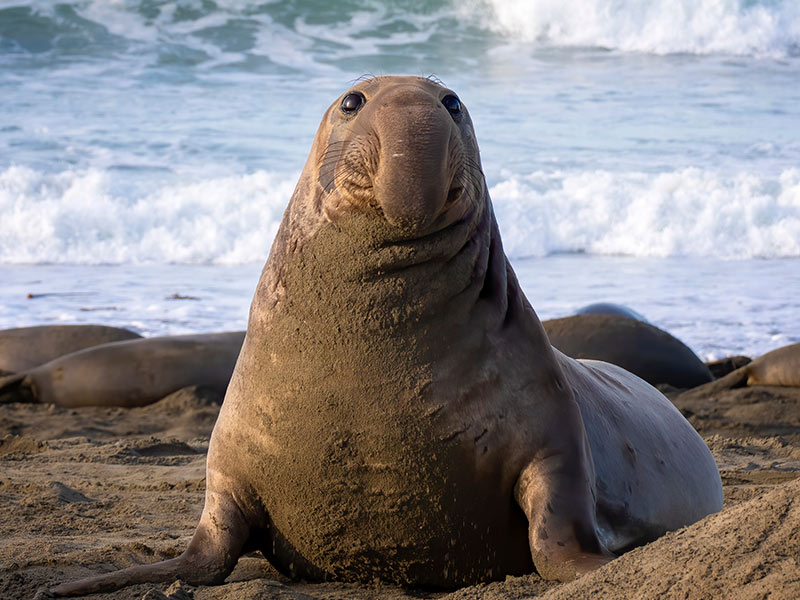 elephant seal
