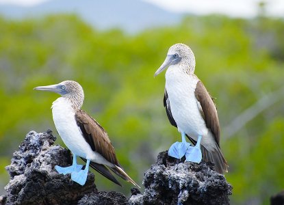  Galapagos-Southern 