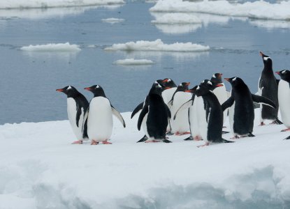  Gentoo-Penguins-Iceberg-hero 
