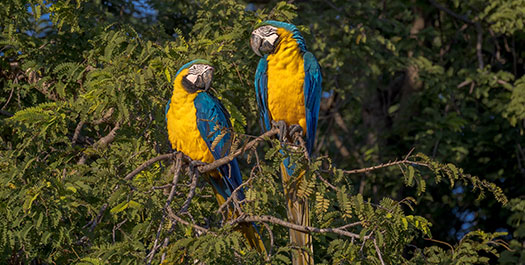 Marañon River - Yanayacu de Pucate - San Regis