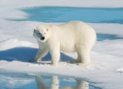 Polar bear on sea ice) 