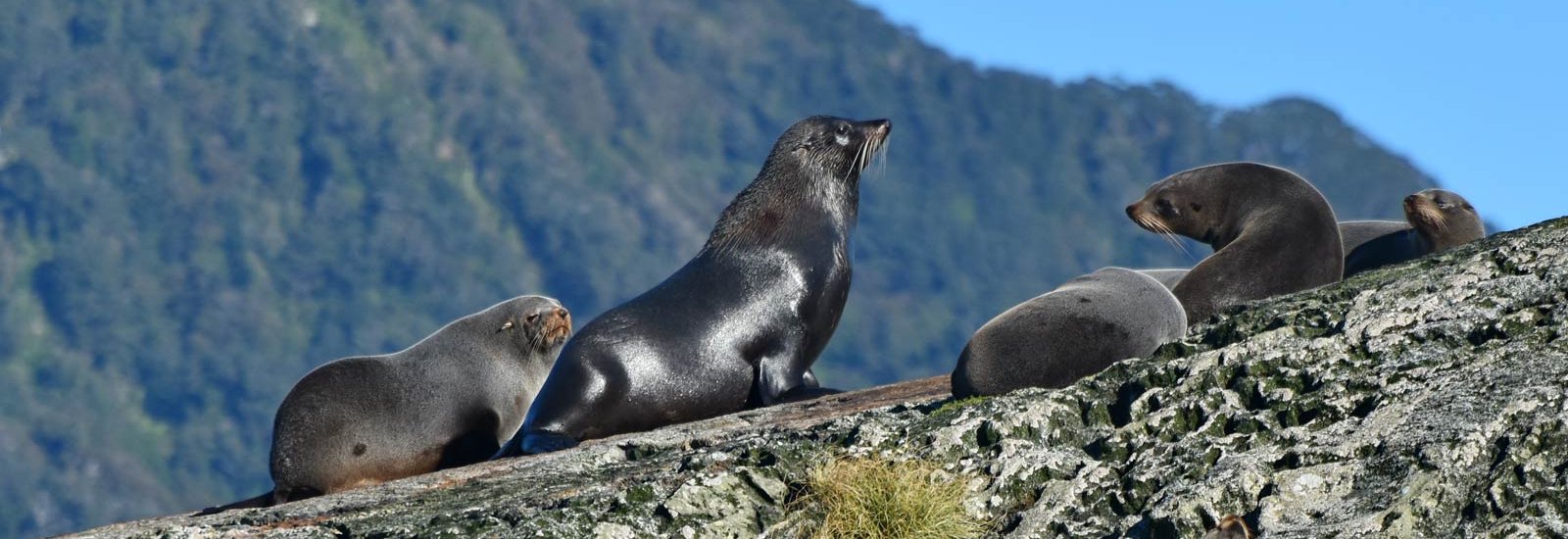 Beyond Fiordland 2026 | Heritage Adventurer