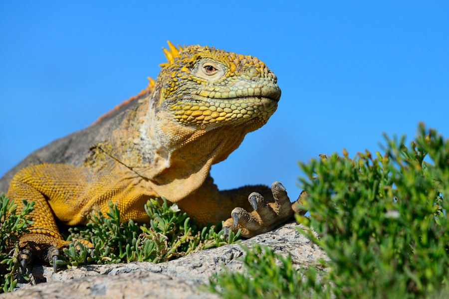 Iguana 