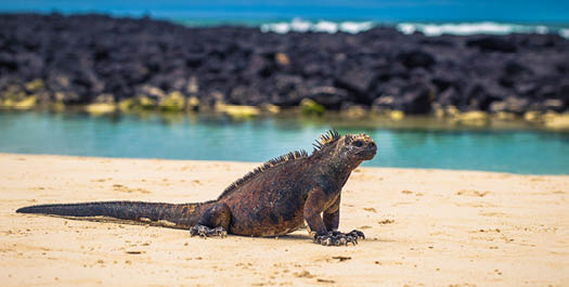 Mosquera Islet & Baltra Airport Departure