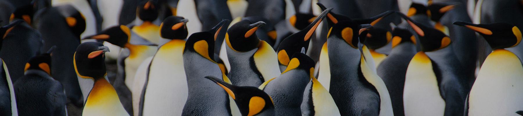 See King Penguins in South Georgia