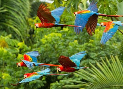 Flock of Scarlet Macaws In Amazon) 
