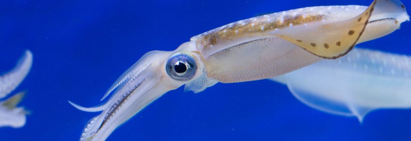 shutterstock_1027308754-1024x683