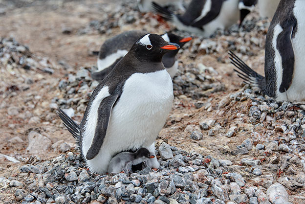 Gentoo penguin warms its chick in its rock nest