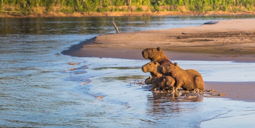 Marañon River - Casual - Amazon River