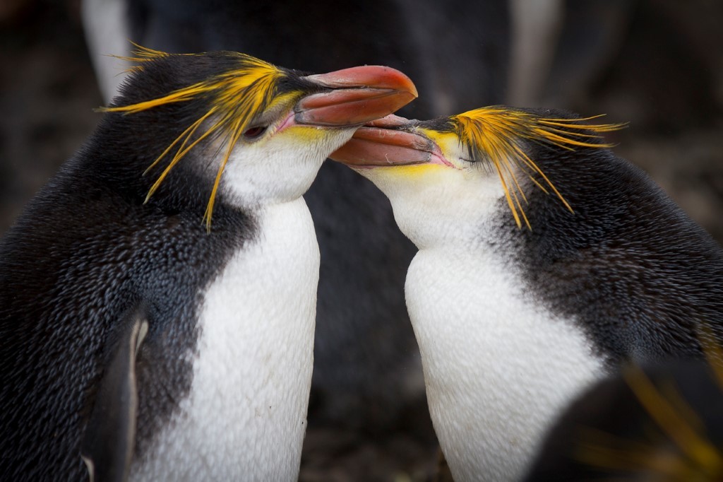 (c)_mkelly_galapagos_of_the_southern_ocean_6_(custom) 