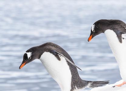 South Shetland Islands & Antarctic Peninsula