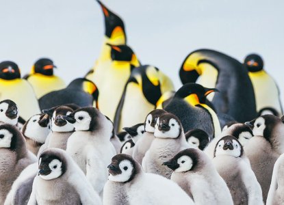 Emperor Penguin colony with fluffy chicks in foreground at Snow Hill in Antarctica) 