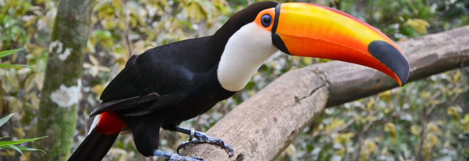 Toucan_Iguazu_National_Park_shutterstock_348454505-1620x1080