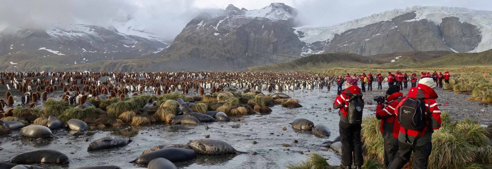 Extended Falklands, South Georgia &amp; Antarctica | Ocean Nova