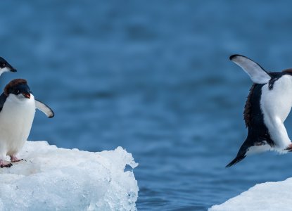 Group of Adelie penguins jumping across ice in Antarctica) 