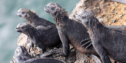 Eden Islet and Dragon hill