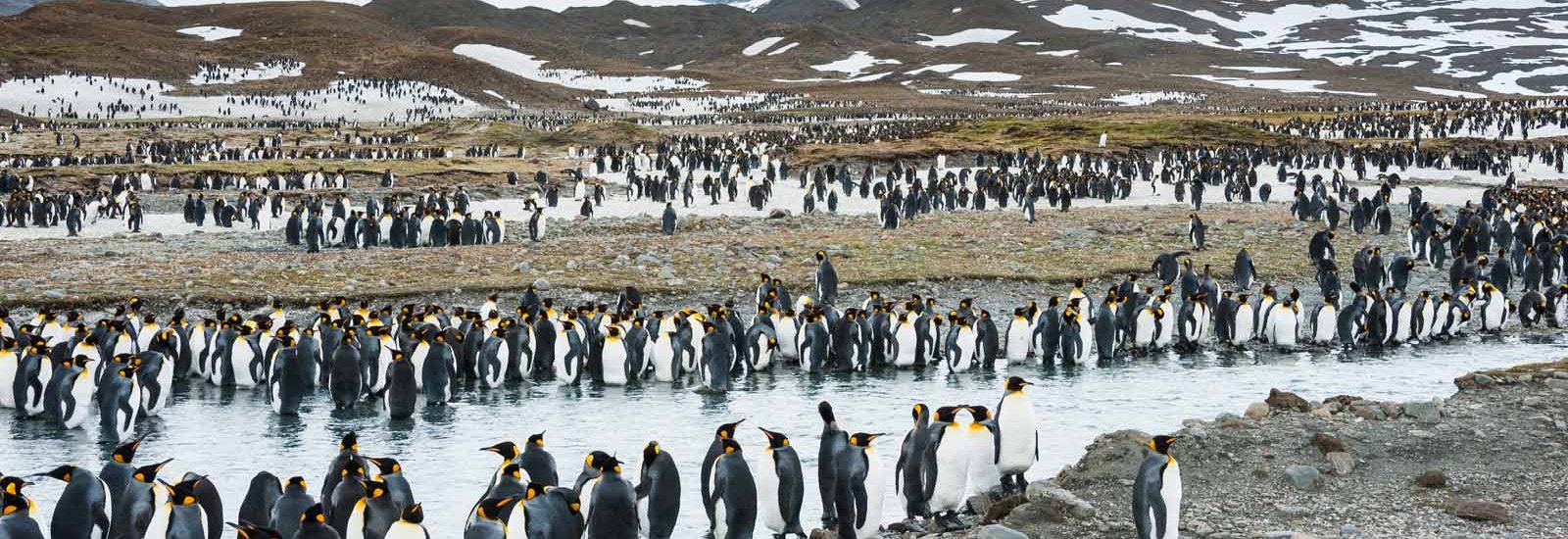 Antarctica, South Georgia &amp; Falkland Islands | Venture