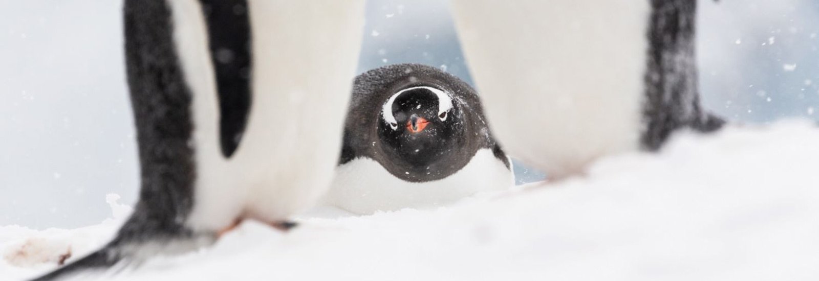 Gentoo_Neko-Harbour_1600x600