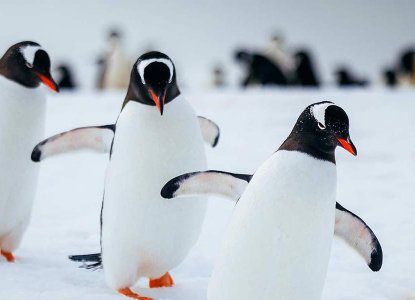Gentoo Penguins waddling across snow in Antarctica) 